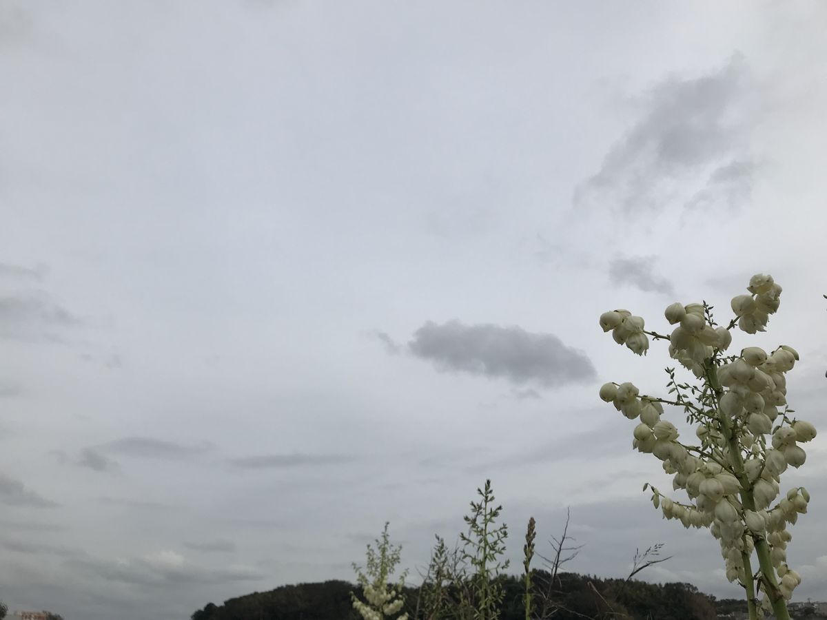 写真家 knyacki、横浜市の天気写真 - Weawow