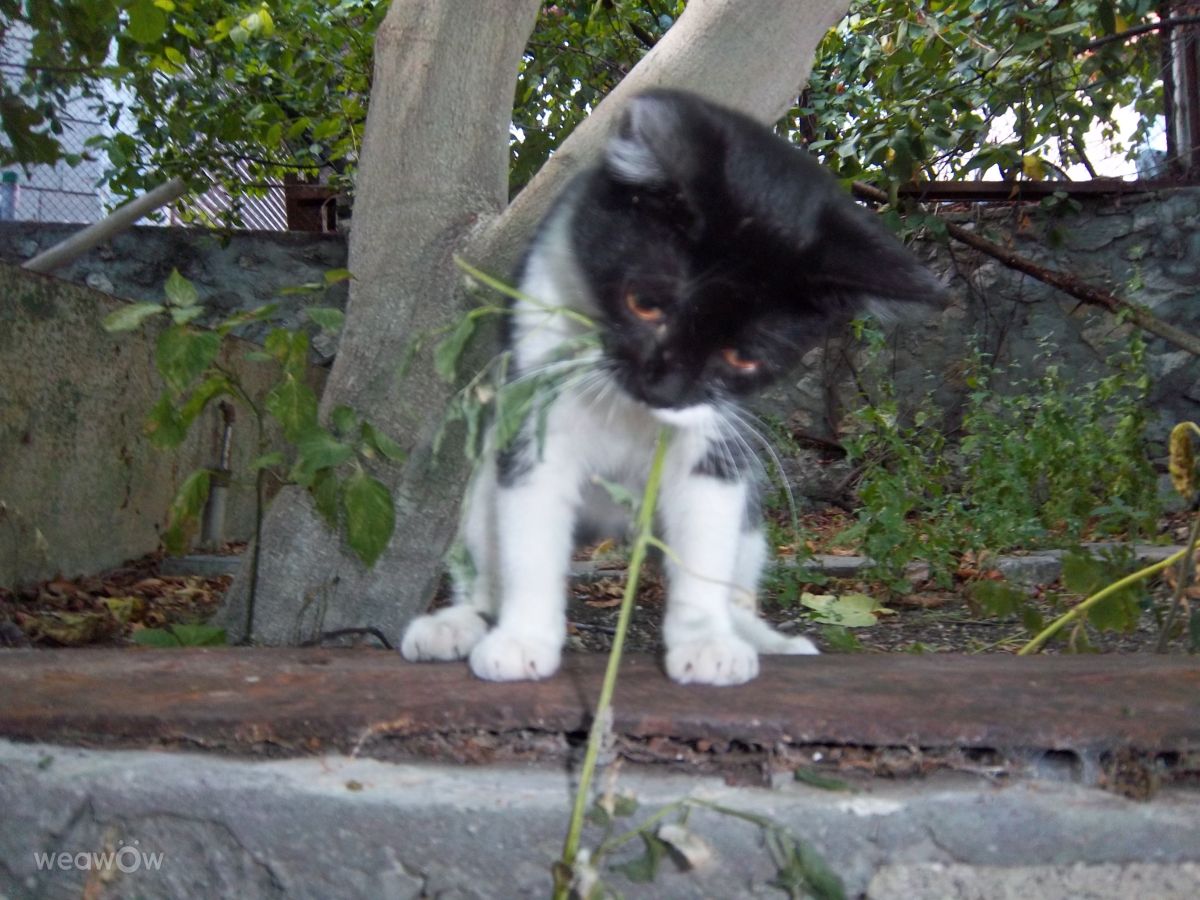 Fotos do tempo em Alupka. Previsões do tempo com lindas fotos de Юрий Шорохов