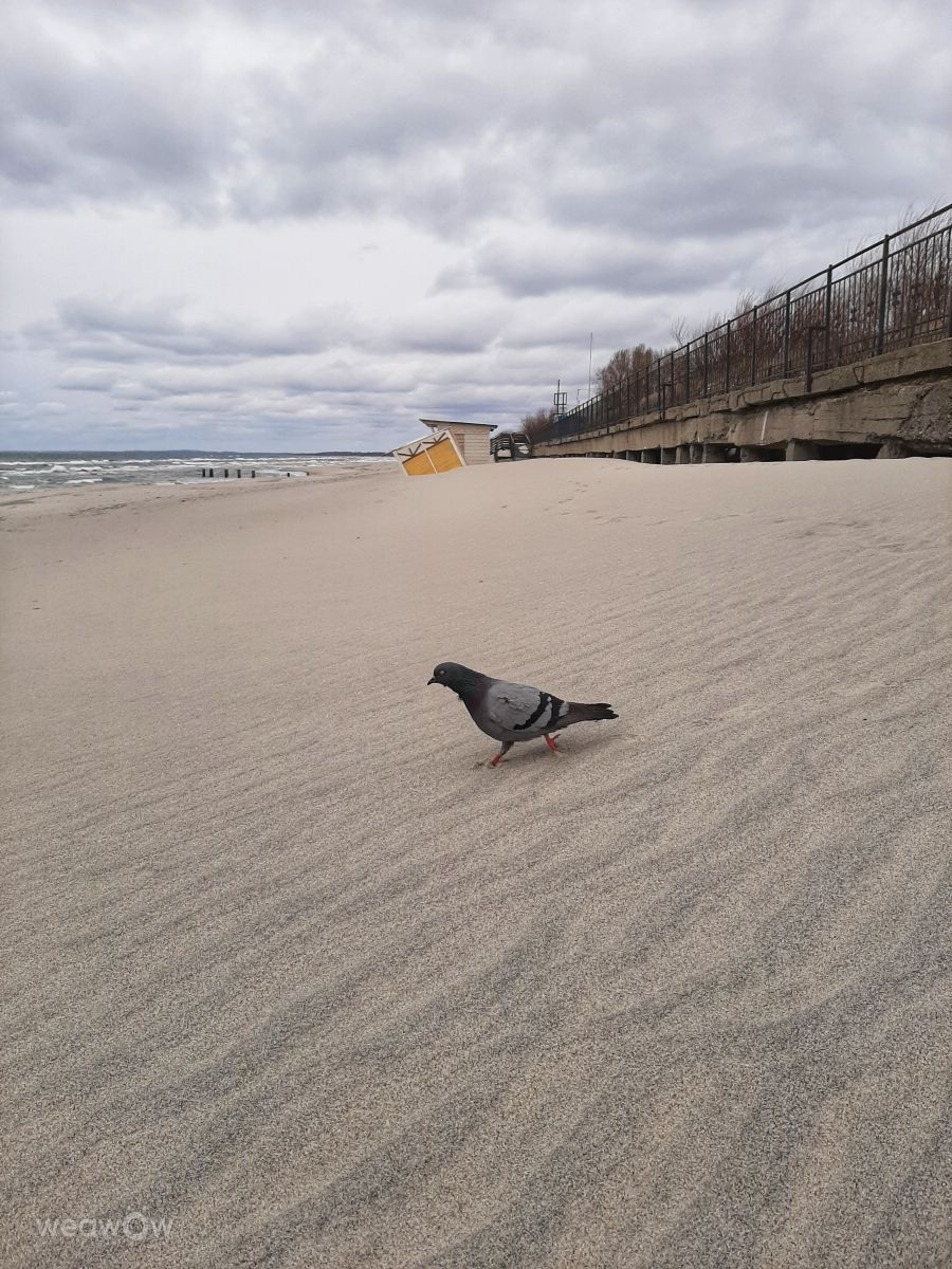 Weather Photos in Baltiysk. Weather forecasts with beautiful photos by Aleks39rus