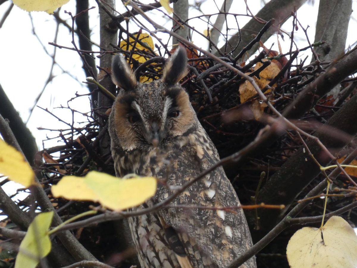 Фотограф fwerner, Фотографии Погоды в Elsfleth - Weawow