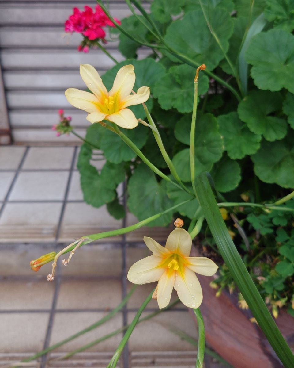 Fotografos あさのジジ, Fotos do tempo em Okayama - Weawow