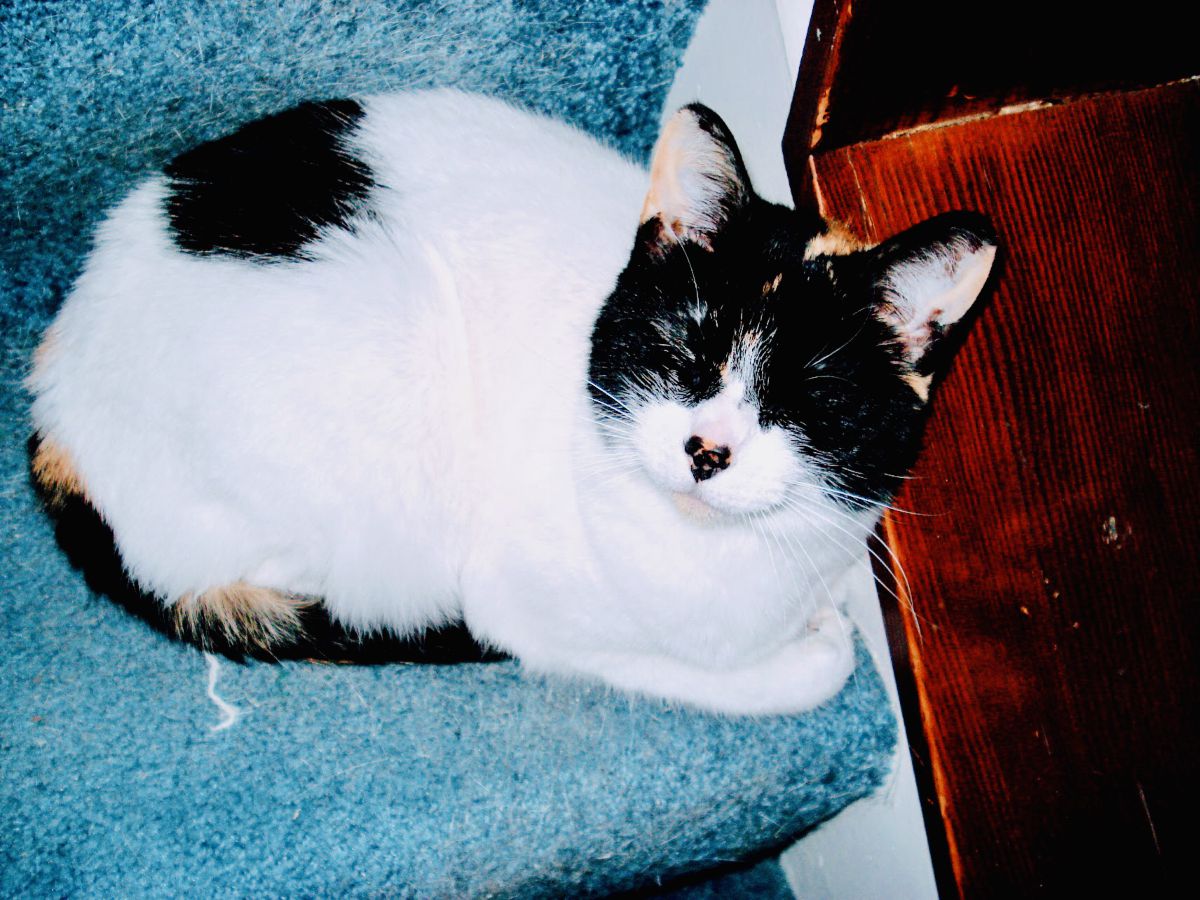 摄影师 Cajungrl26，LaPlace的天气照片 - Weawow