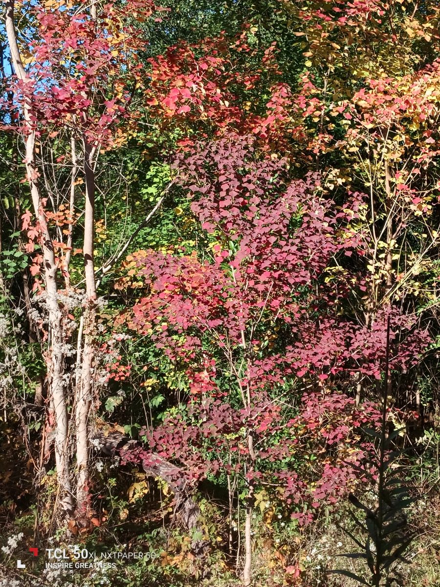 密西西比州的天气照片. 天气预报，带MilersLafayetteCookJr精美的照片