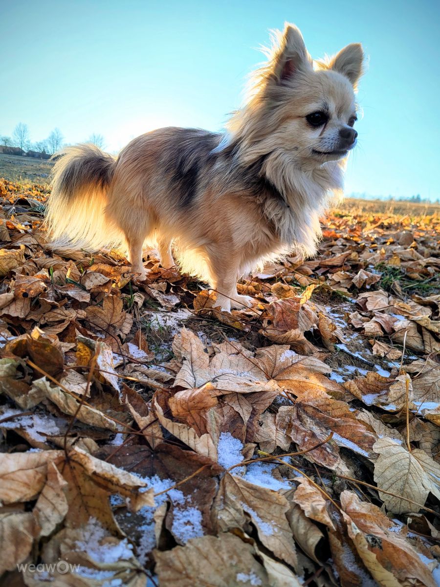 Plzeň Regionの天気写真. hejpetrpepaの美しい写真による天気予報