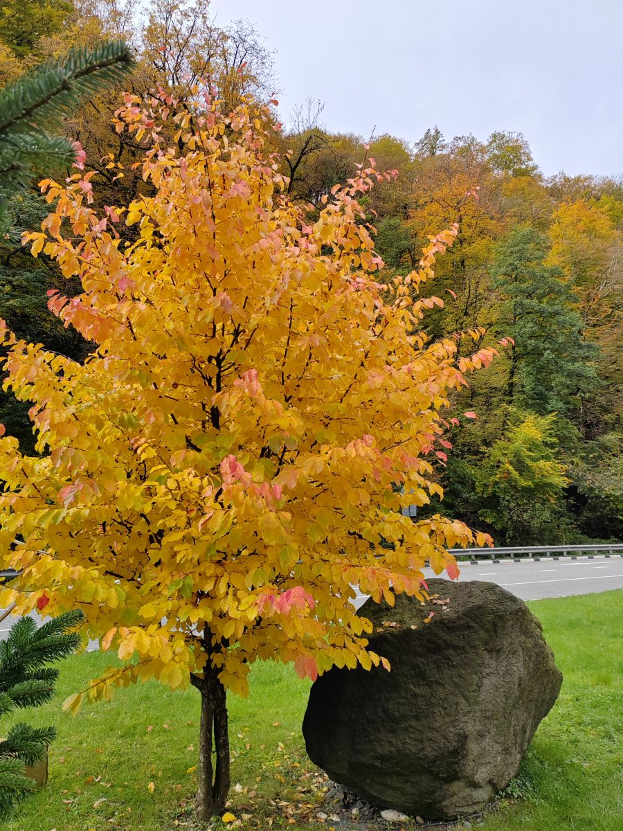 Photographer Albert_Smelovtsev, Weather Photos in Roza Khutor - Weawow