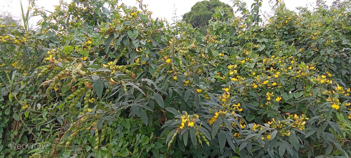 Hình ảnh Thời tiết ở Ấn Độ. Dự báo thời tiết với những bức ảnh đẹp của Imadabattini Bosu Babu