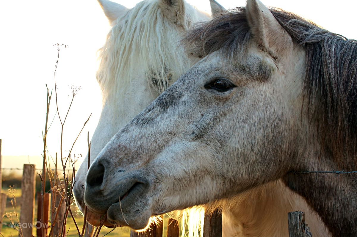 Photographer tony5636, Weather Photos in Calvisson - Weawow