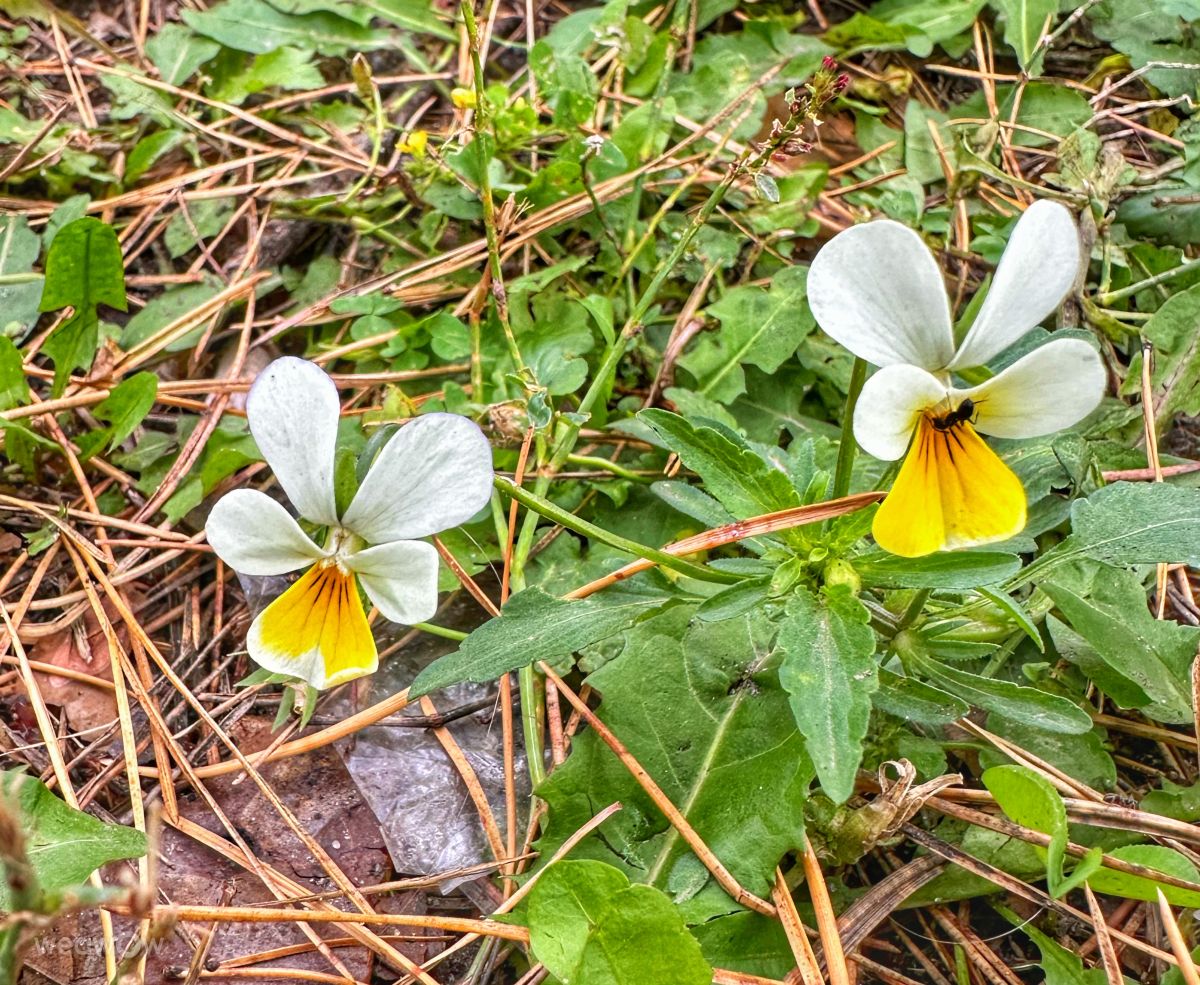 Wetter Photos Irpin. Wettervorhersagen mit schönen Fotos von Інна