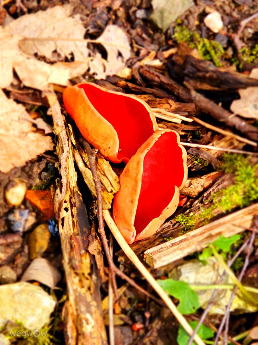 Fotografos Seni, Fotos do tempo em Velbert - Weawow
