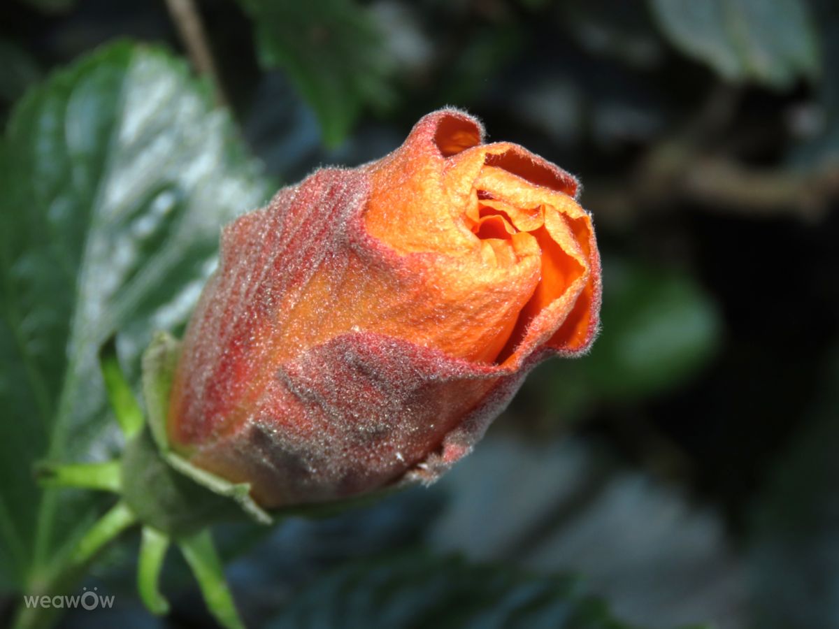 Fotos do tempo em África do Sul. Previsões do tempo com lindas fotos de Step_Gently