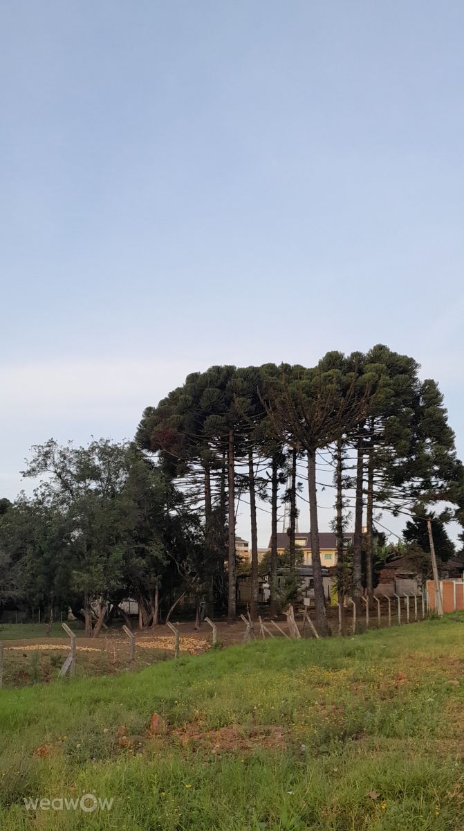 Weather Photos in Campo Magro. Weather forecasts with beautiful photos by Eliana Rodrigues