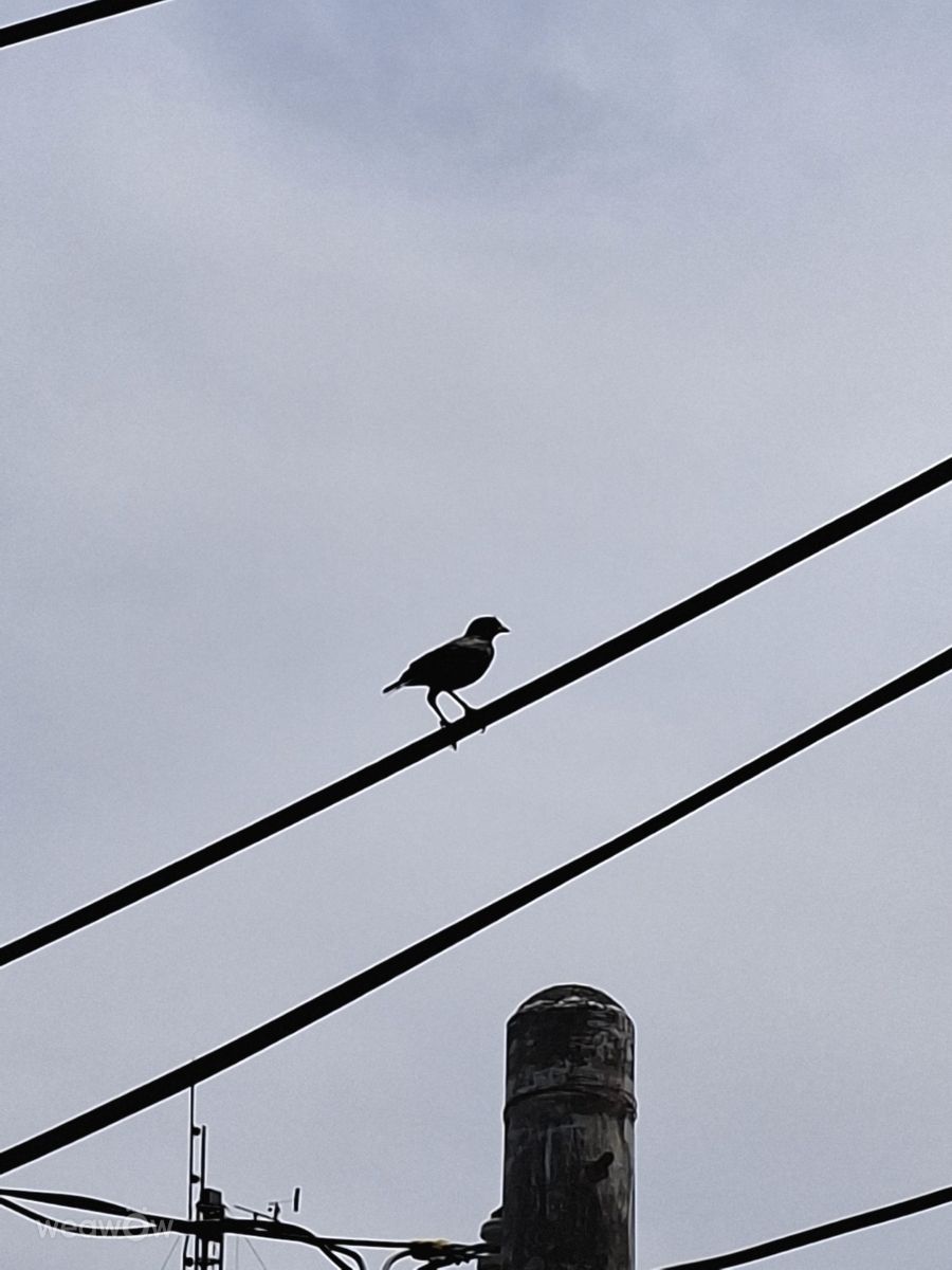 Photographer Wen-ya Huang, Weather Photos in Kaohsiung City - Weawow