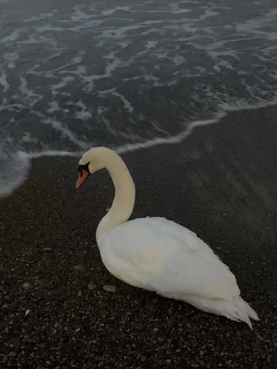 Fotos sobre el clima en Zelenogradsk. Pronósticos del tiempo con hermosas fotos de Афимия