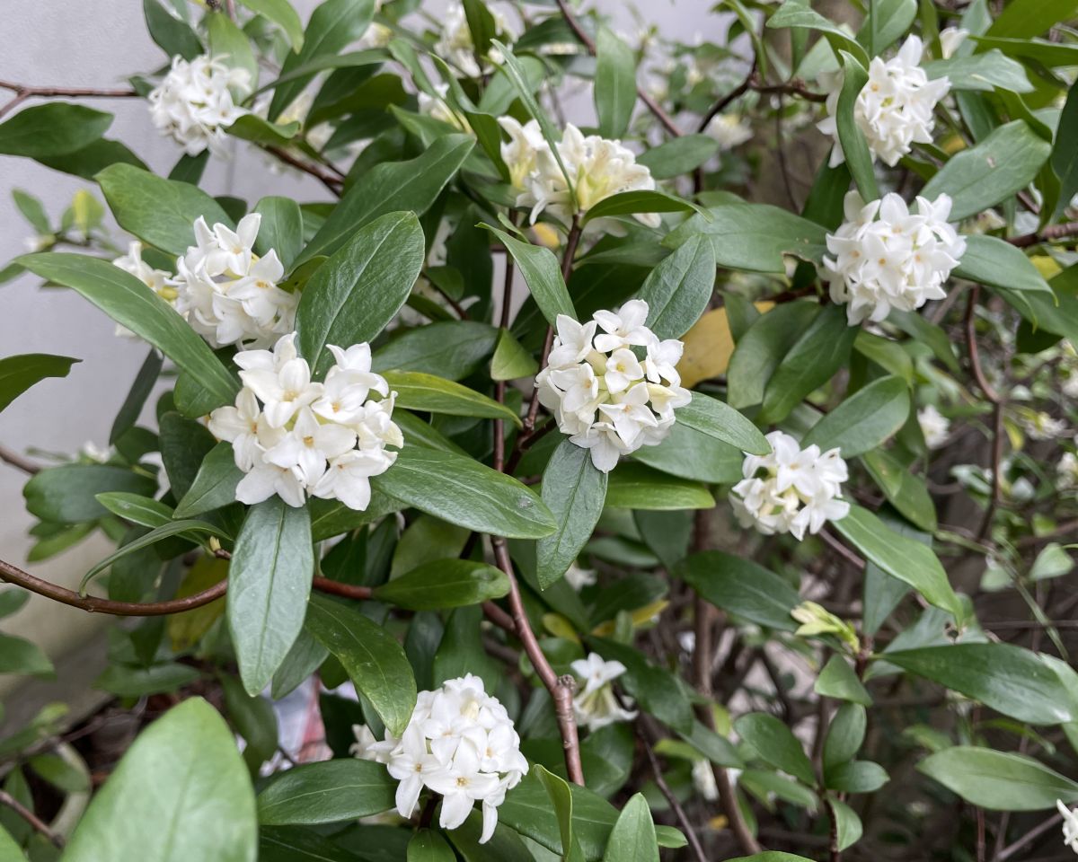 Fotografos あさのジジ, Fotos do tempo em Okayama - Weawow