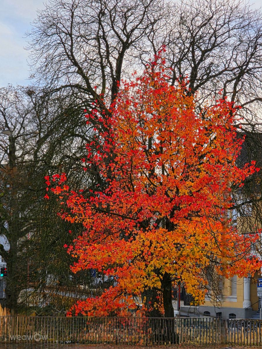 Photographer Seni, Weather Photos in Velbert - Weawow