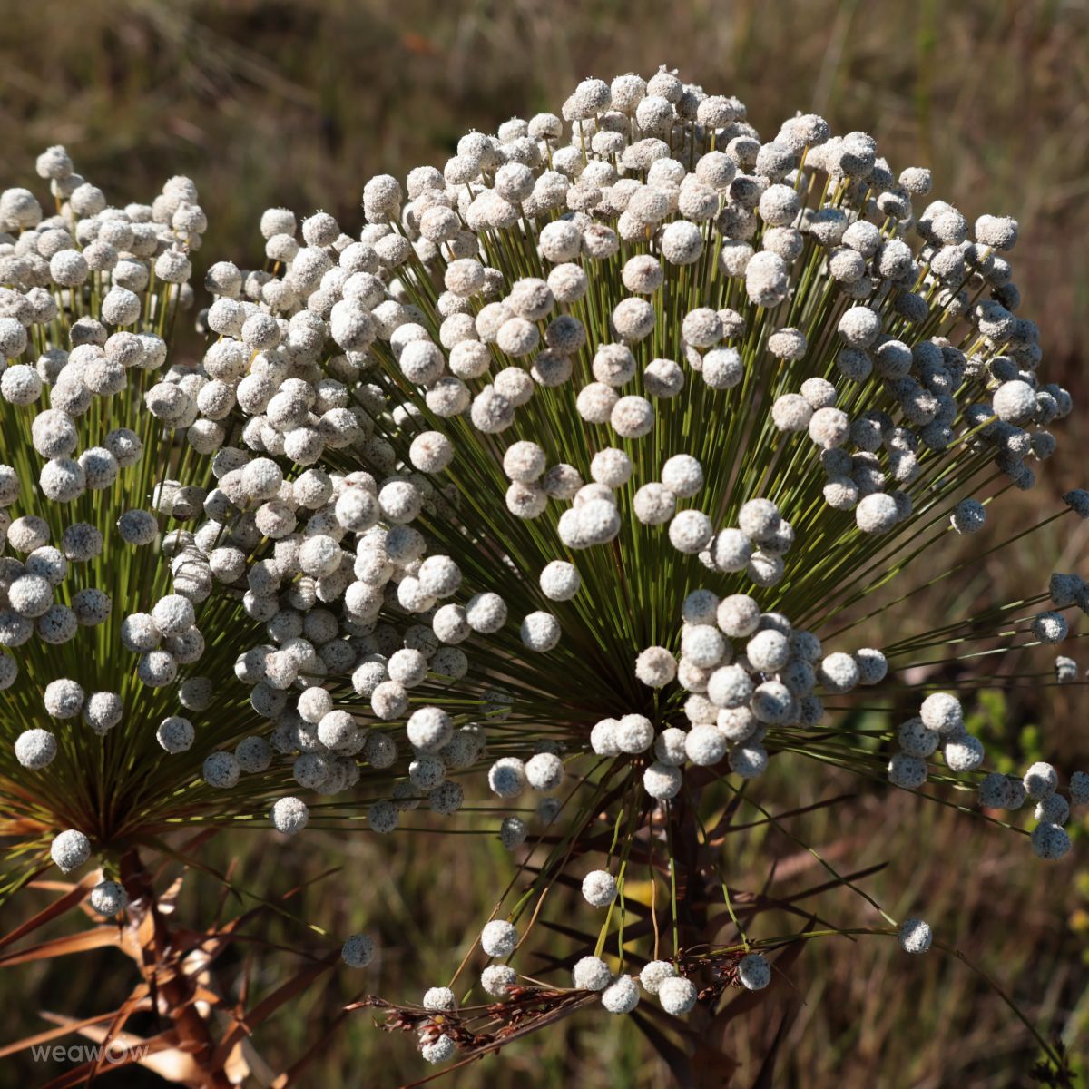 Minas Gerais的天气照片. 天气预报，带VIAꓨEM_E_HISTÓЯIA精美的照片