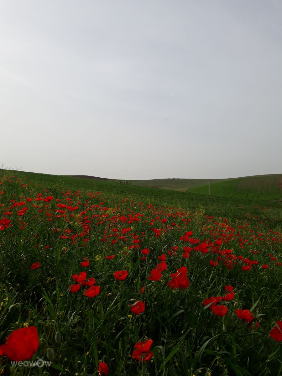 Fotos do tempo em Kurdistan Province. Previsões do tempo com lindas fotos de HBO258