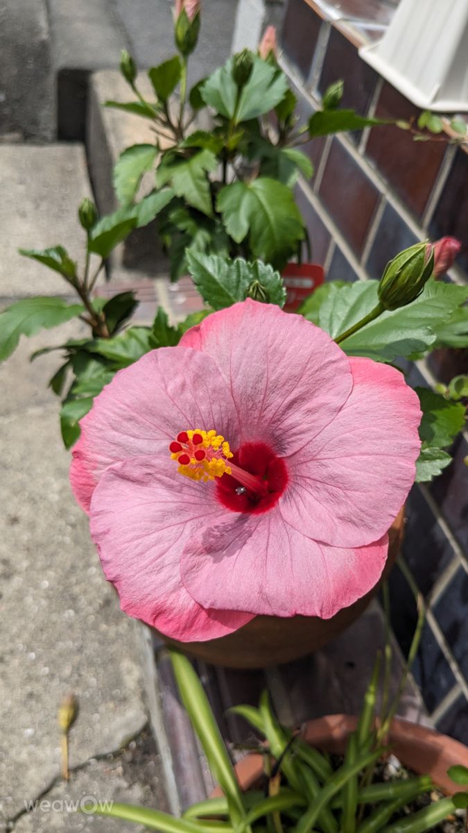 Fotografos あさのジジ, Fotos do tempo em Okayama - Weawow