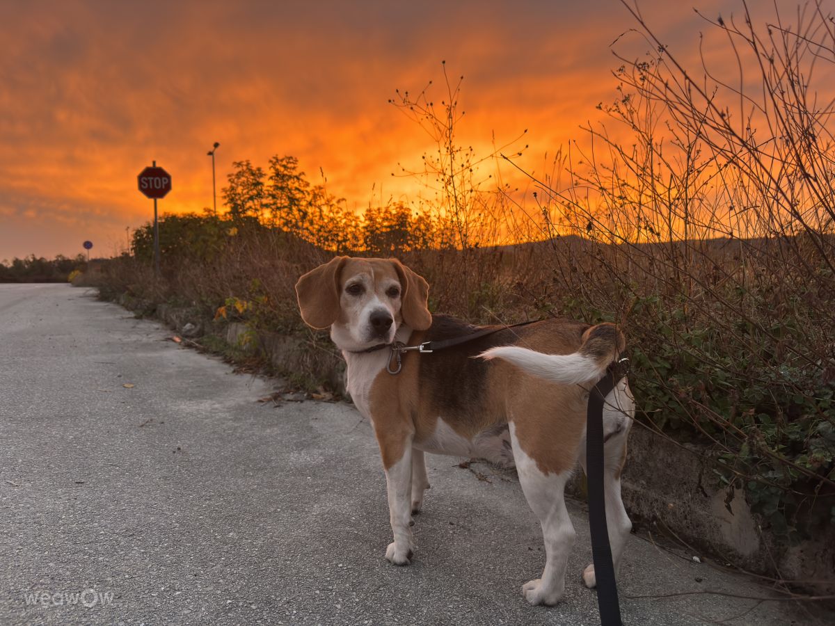 Weather Photos in Veliko Tarnovo. Weather forecasts with beautiful photos by Raq_Valeriq