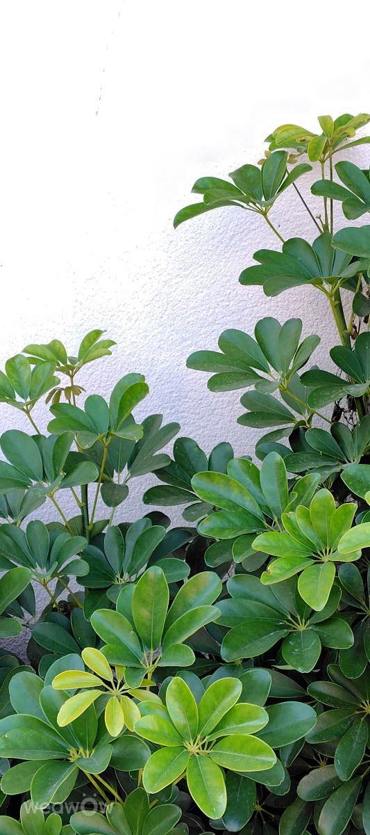 Photographer umemui, Weather Photos in Honshu - Weawow