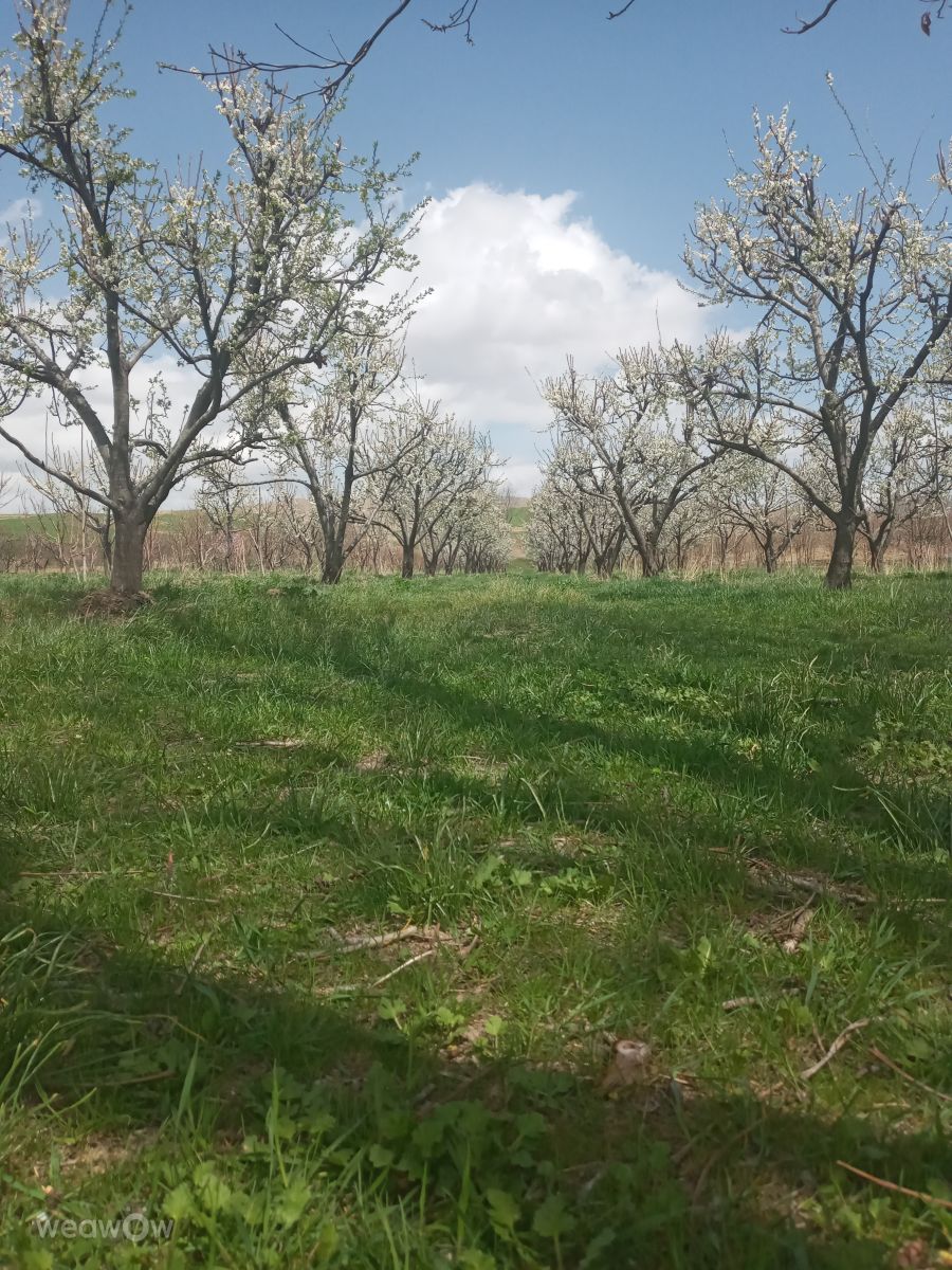 Weather Photos in Nahavand. Weather forecasts with beautiful photos by Da1363