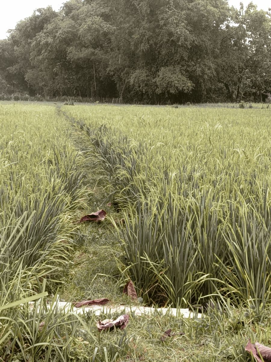 Weather Photos in Indonesia. Weather forecasts with beautiful photos by Ariv S