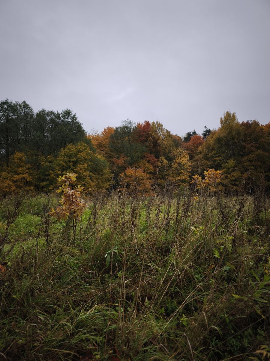 Photographer Amanda_and_Valdemar_Che, Weather Photos in Izmaylovo District - Weawow