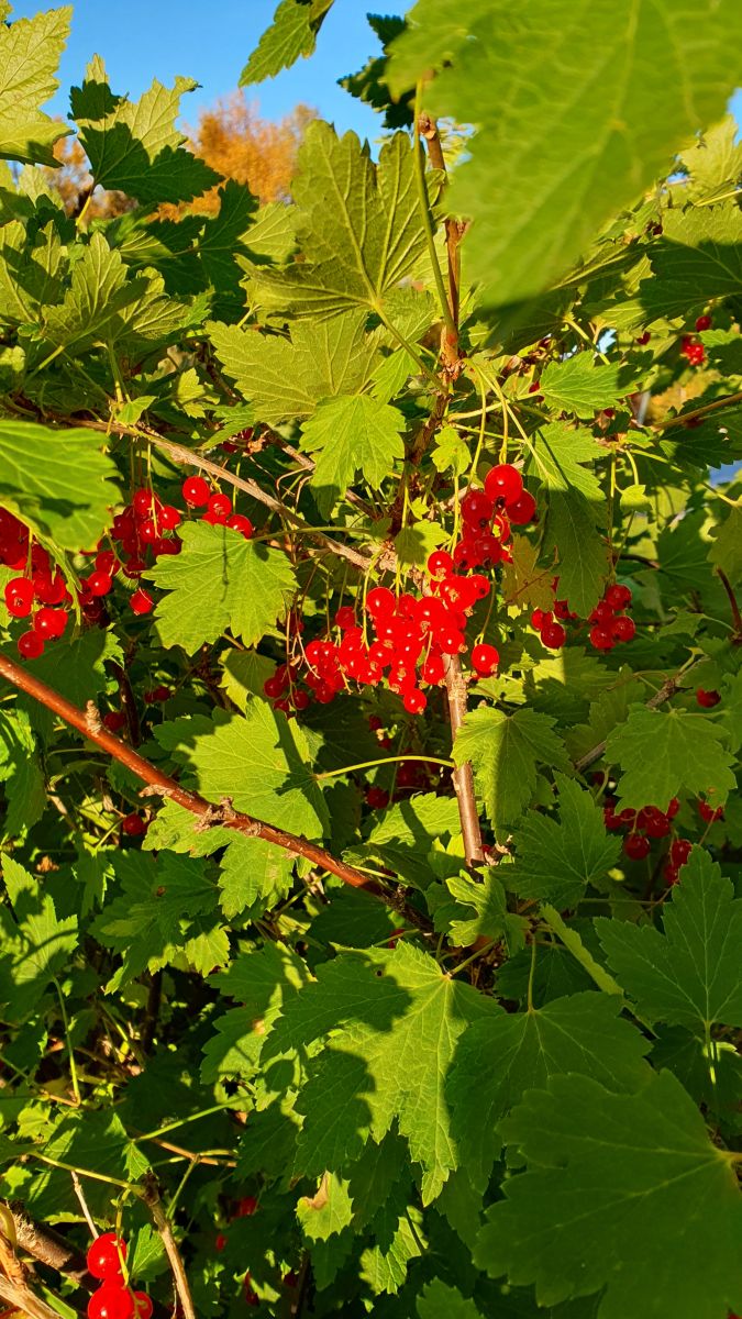 Фотографии Погоды в Киркенес. Прогнозы погоды с чудесными фотографиями, сделанными Femalewind