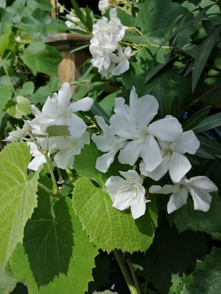 Fotos do tempo em Arad. Previsões do tempo com lindas fotos de Augustin