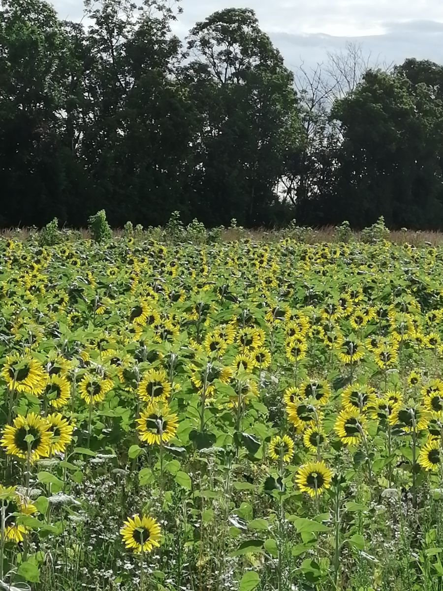 Weather Photos in Austria. Weather forecasts with beautiful photos by Augustin