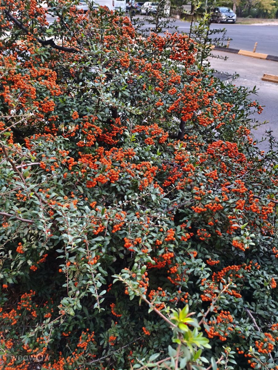 Fotos sobre el clima en Municipiul Chisinau. Pronósticos del tiempo con hermosas fotos de InnaMoon