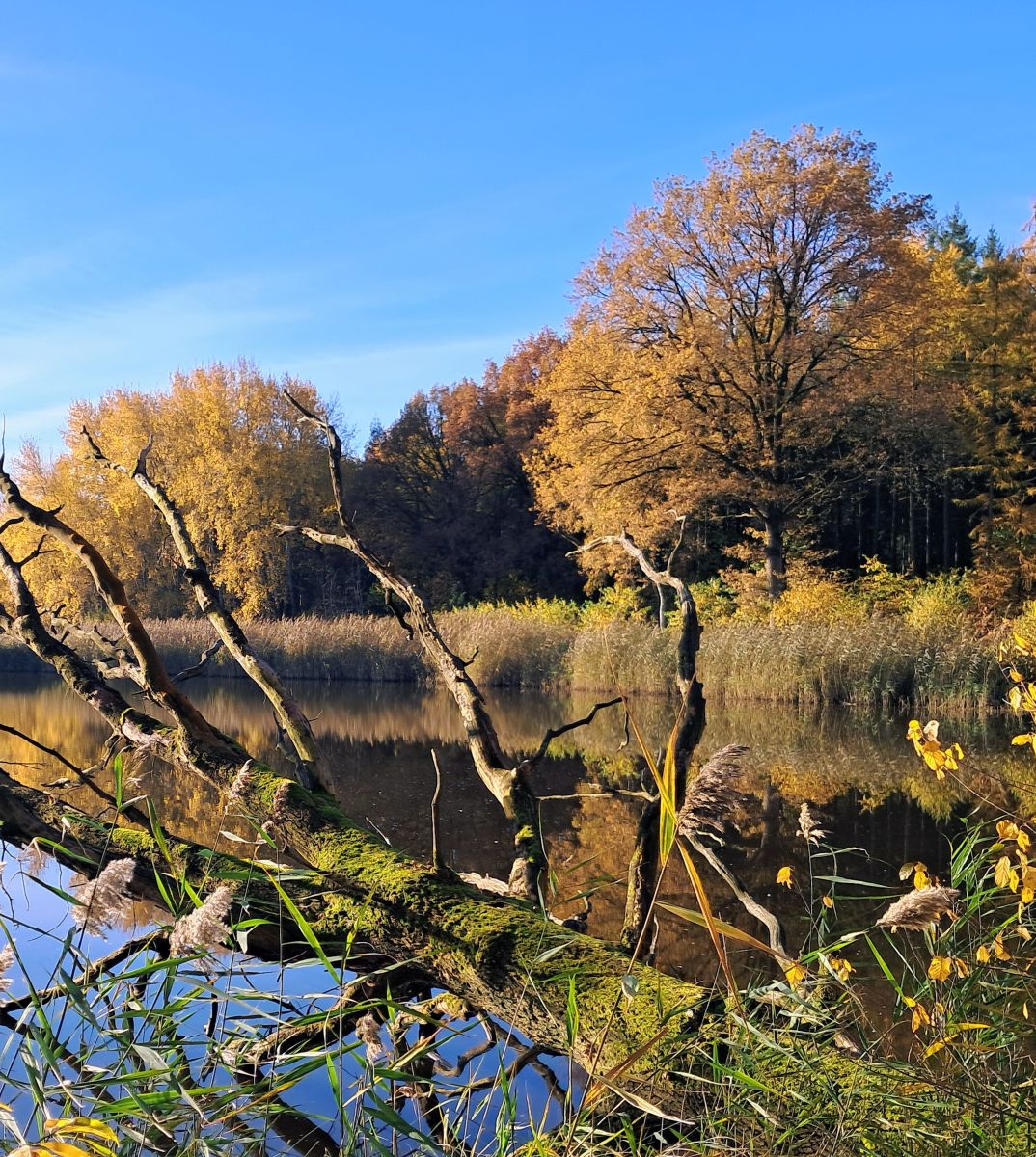 Фотограф fwerner, Фотографии Погоды в Ahlhorner Fischteiche - Weawow
