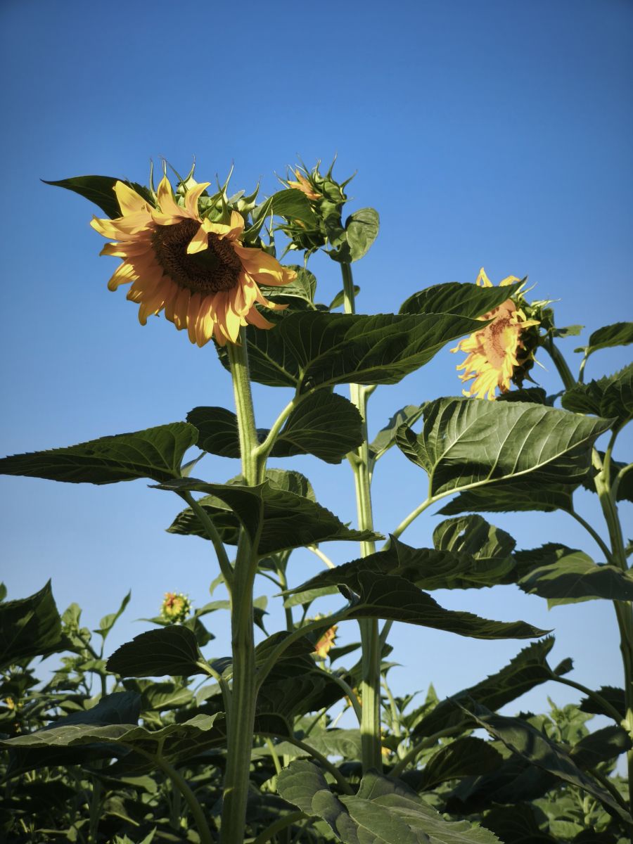 Фотографии Погоды в Комотини. Прогнозы погоды с чудесными фотографиями, сделанными Sassou_lee