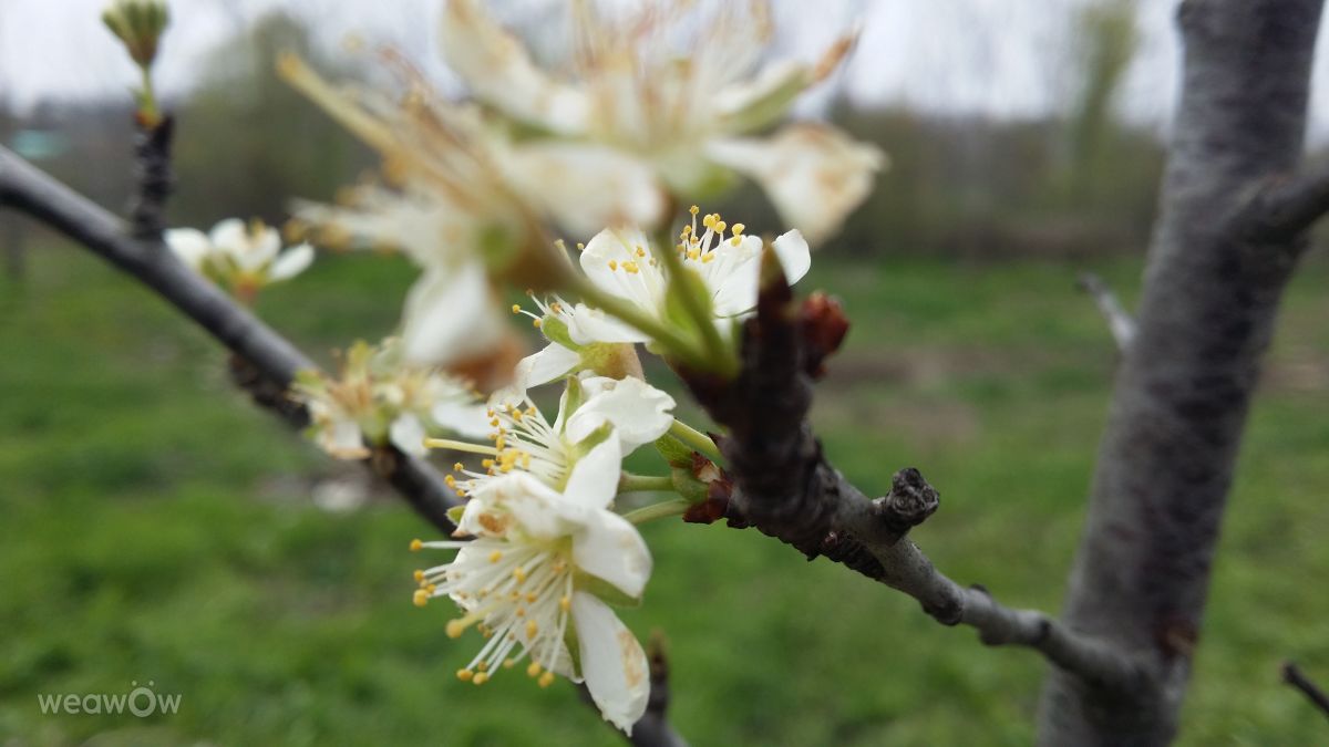 Fotos do tempo em Vaslui. Previsões do tempo com lindas fotos de rossg
