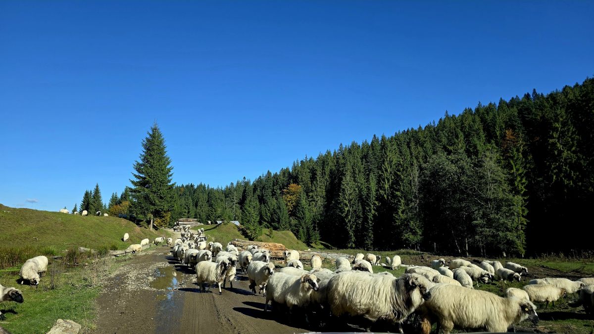 Photographer Camelyon, Weather Photos in Mănăstirea Vadul Negrilesei - Weawow