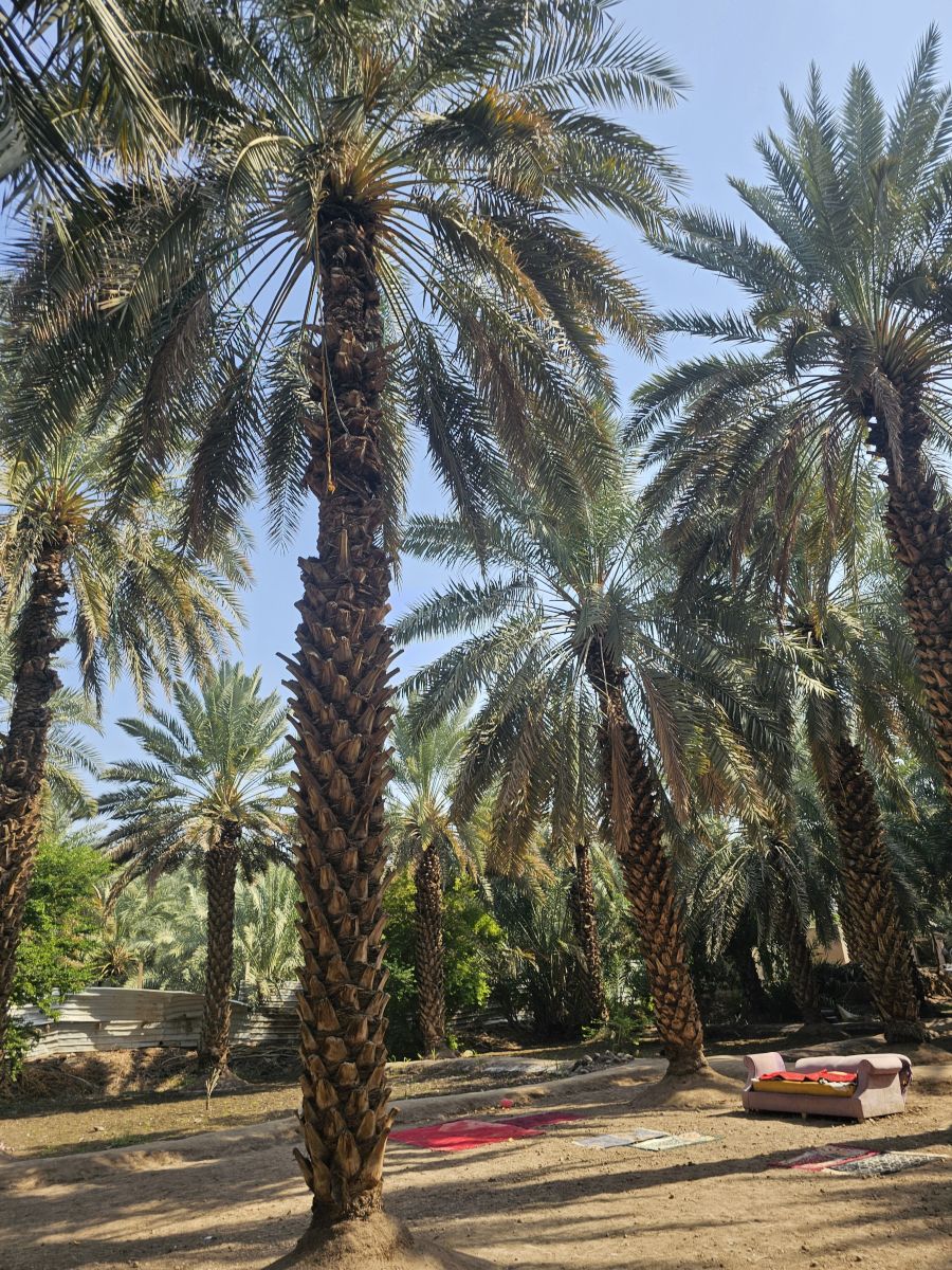 Weather Photos in Medina. Weather forecasts with beautiful photos by Chafchaf