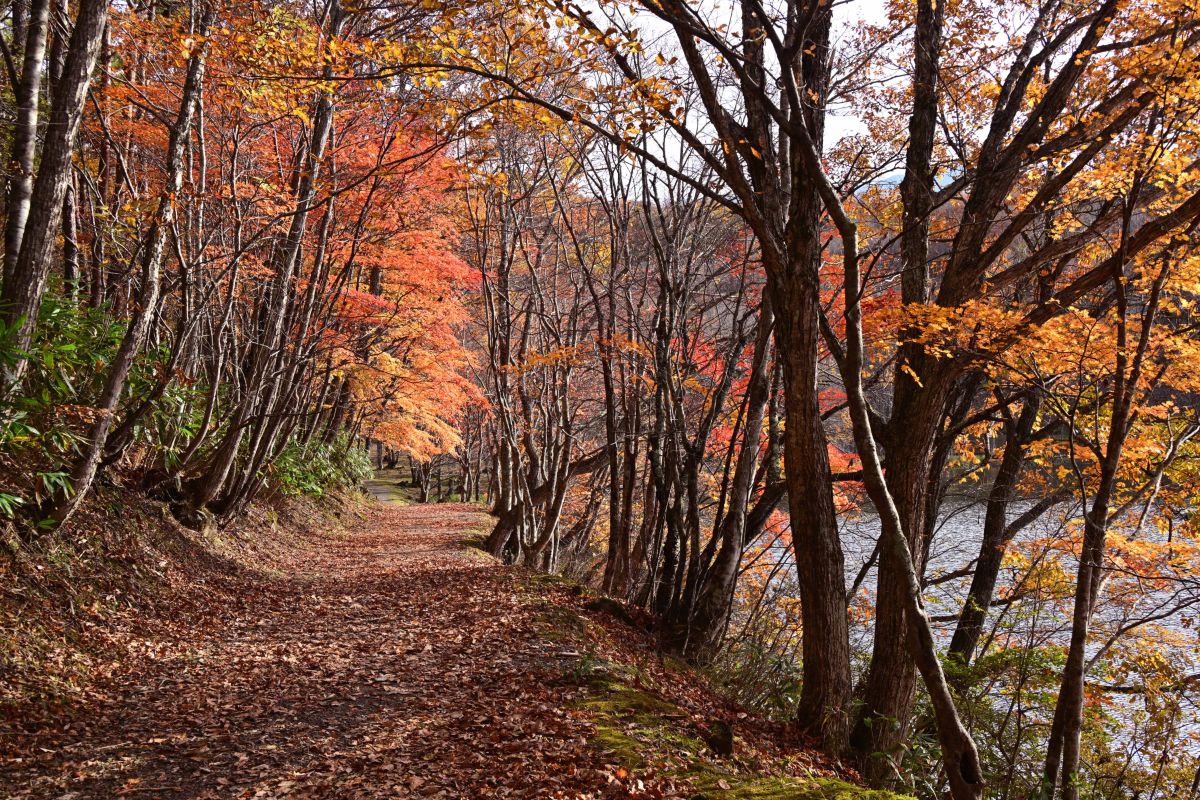 Photographer yoshy, Weather Photos in Minamiaizu - Weawow