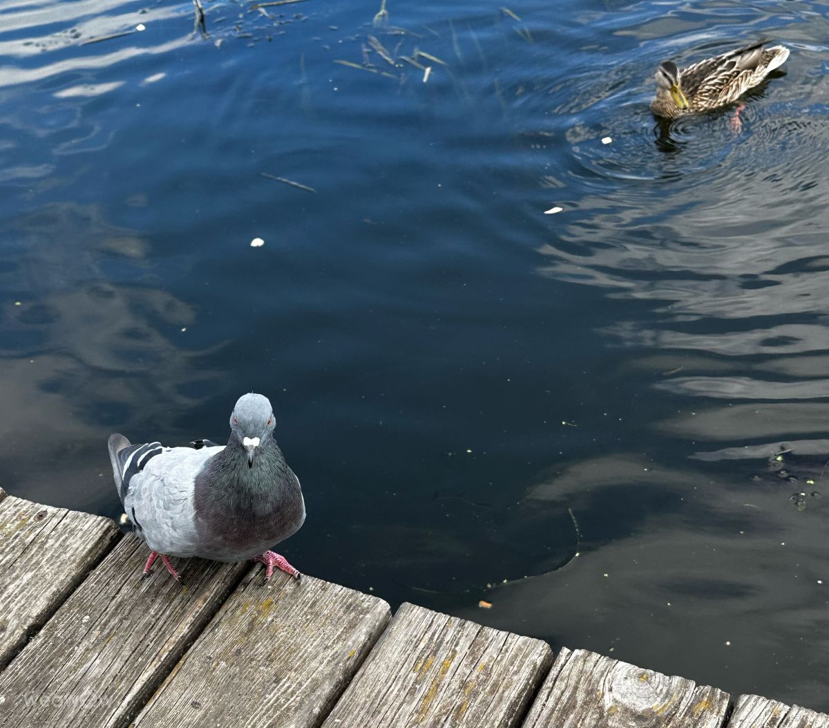 Wetter Photos Irpin. Wettervorhersagen mit schönen Fotos von Інна