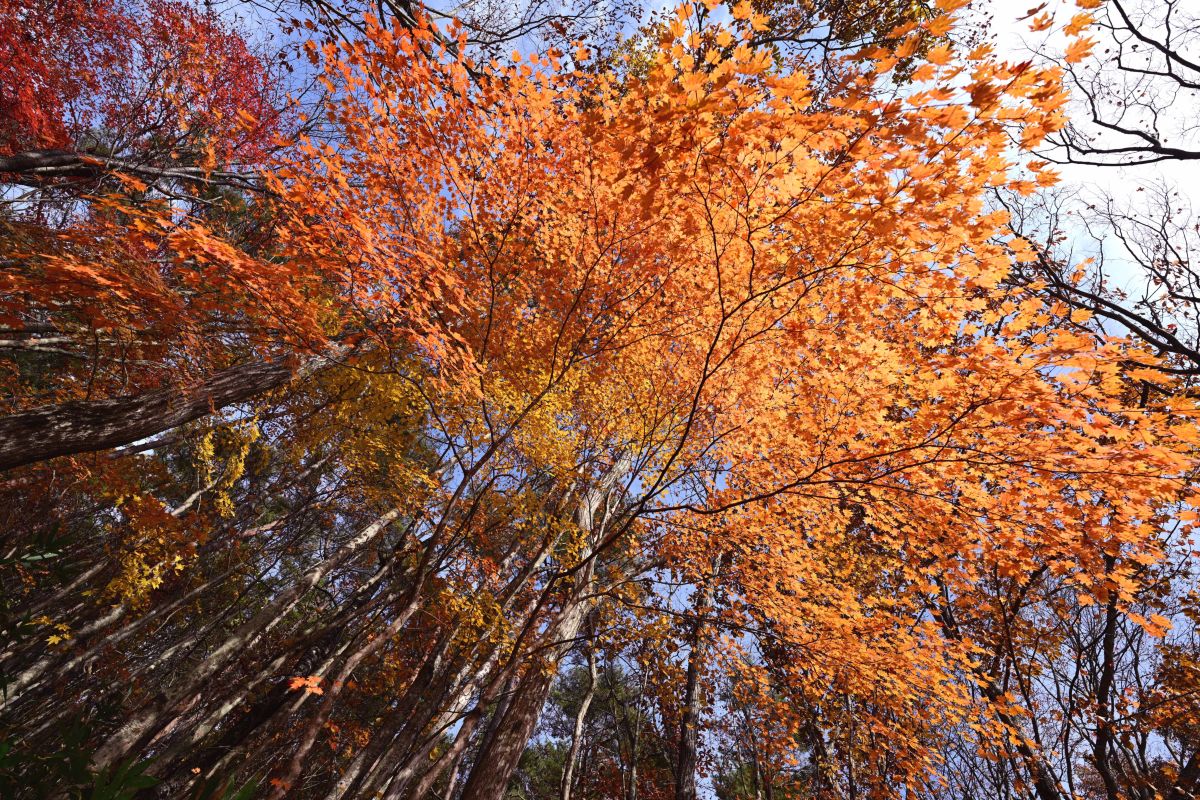 Photographer yoshy, Weather Photos in Minamiaizu - Weawow