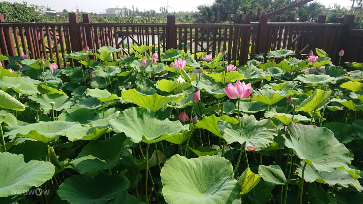 台中市の天気写真. 廖麗秋の美しい写真による天気予報