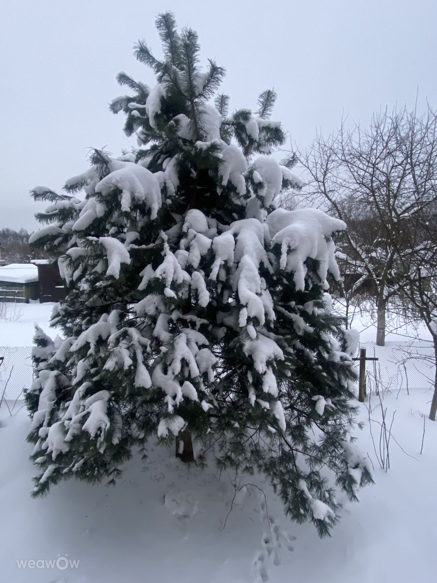 ズヴェニゴロドの天気写真. Arkenの美しい写真による天気予報