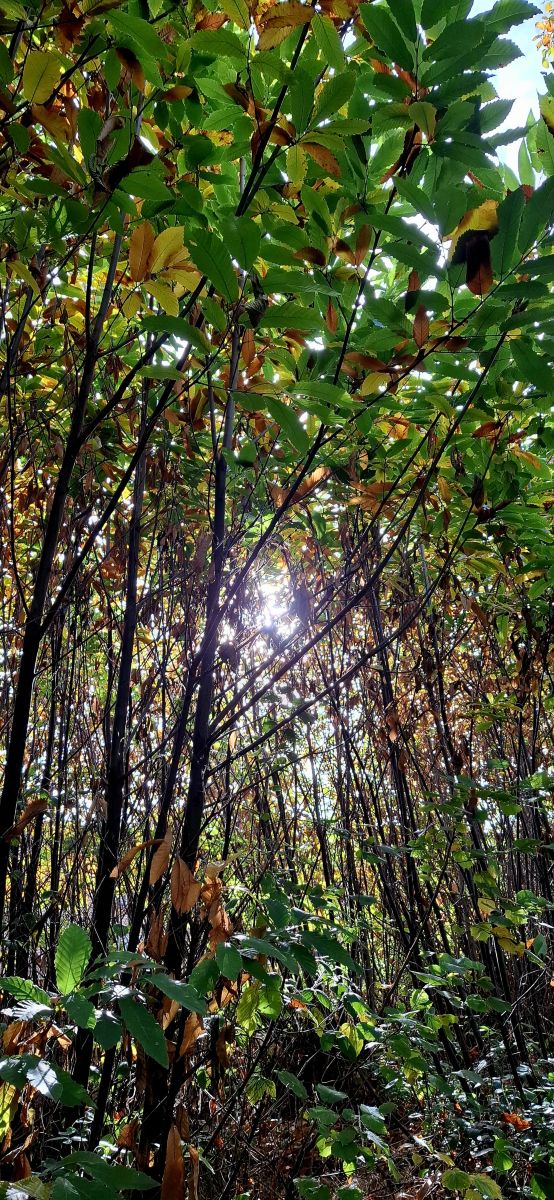 Photos météo à Maidstone. Prévisions météo avec de superbes photos de Lolli