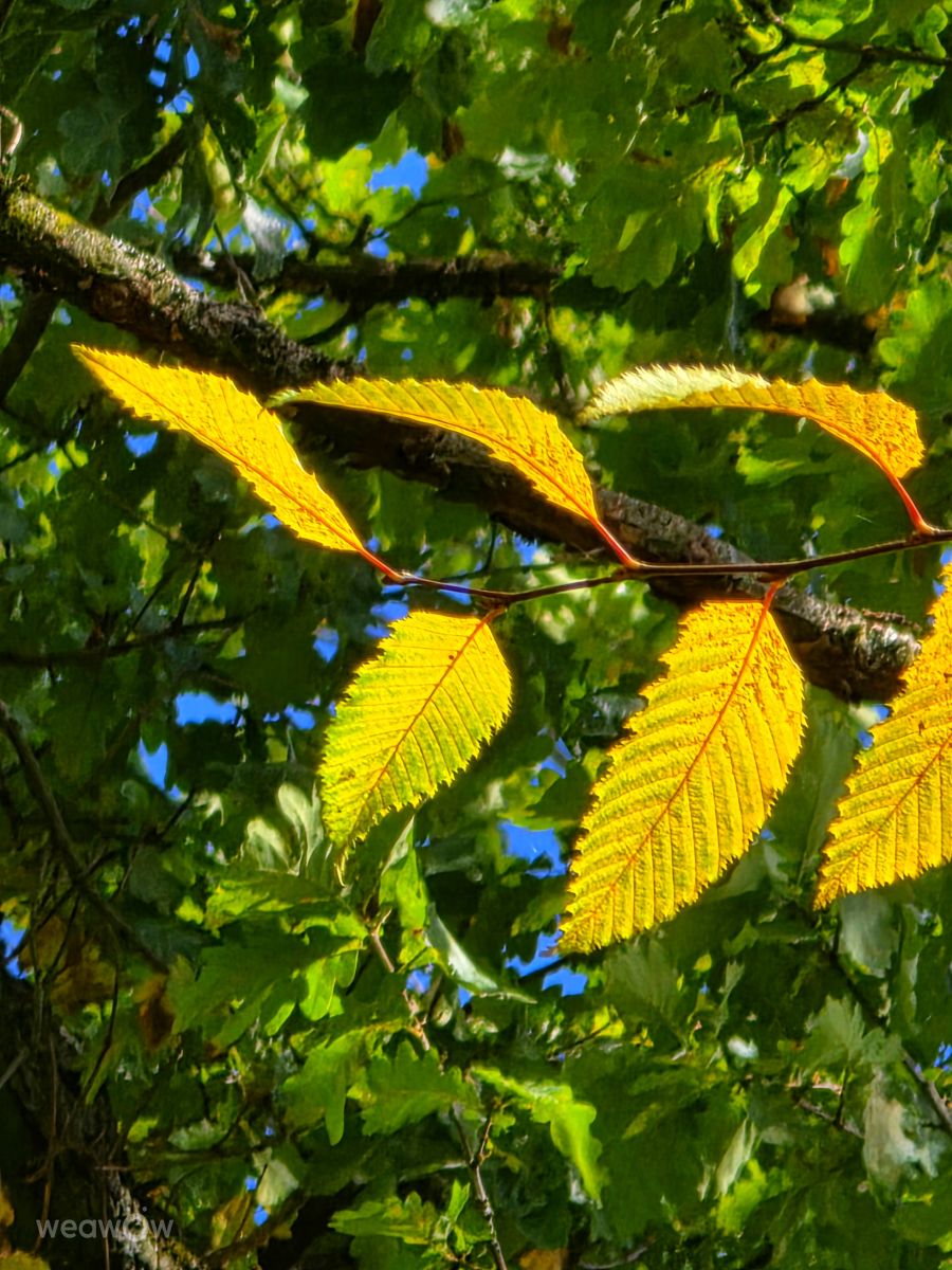 Velbertの天気写真. Seniの美しい写真による天気予報