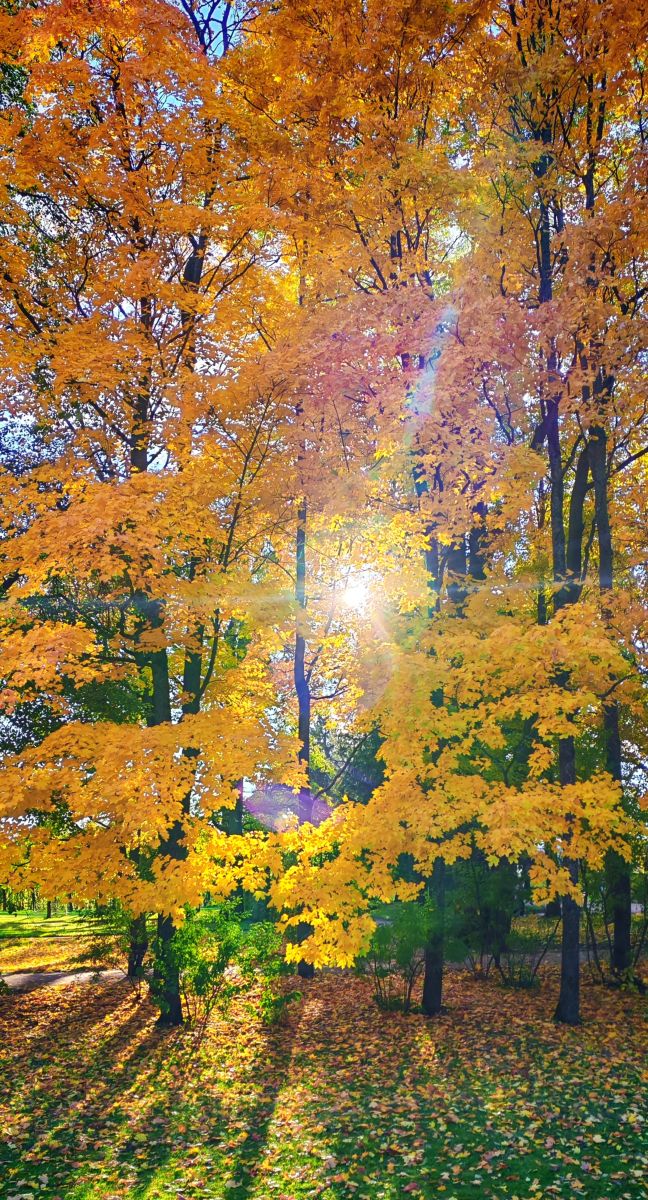 Photos météo à Saint-Pétersbourg. Prévisions météo avec de superbes photos de Elena55