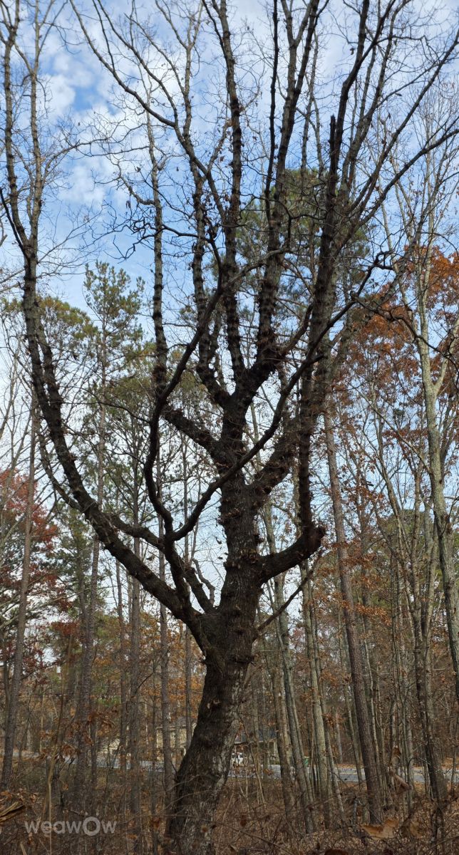Photos météo à Géorgie. Prévisions météo avec de superbes photos de Gerome