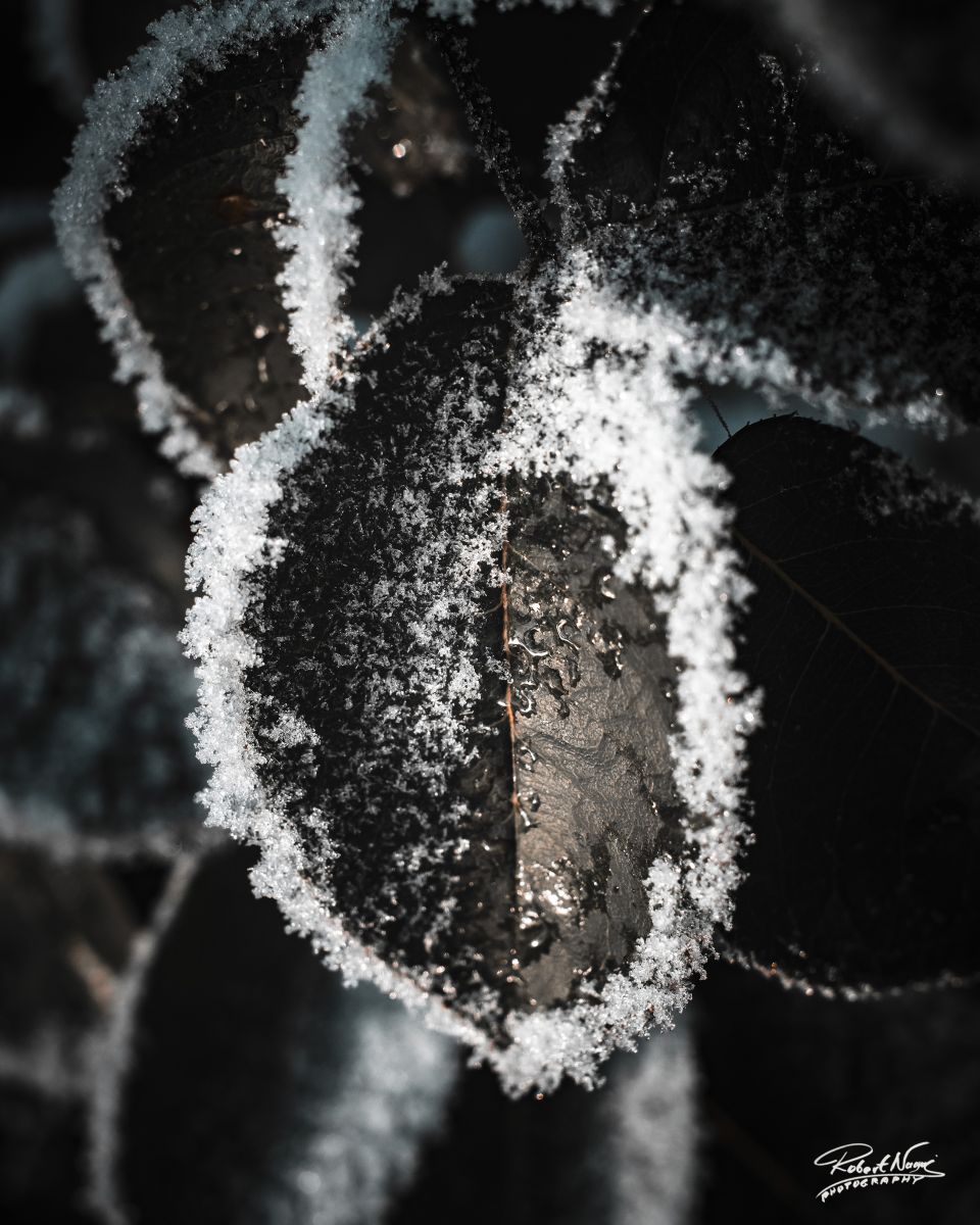 Photographer RobertNagaj, Weather Photos in Hamburg - Weawow