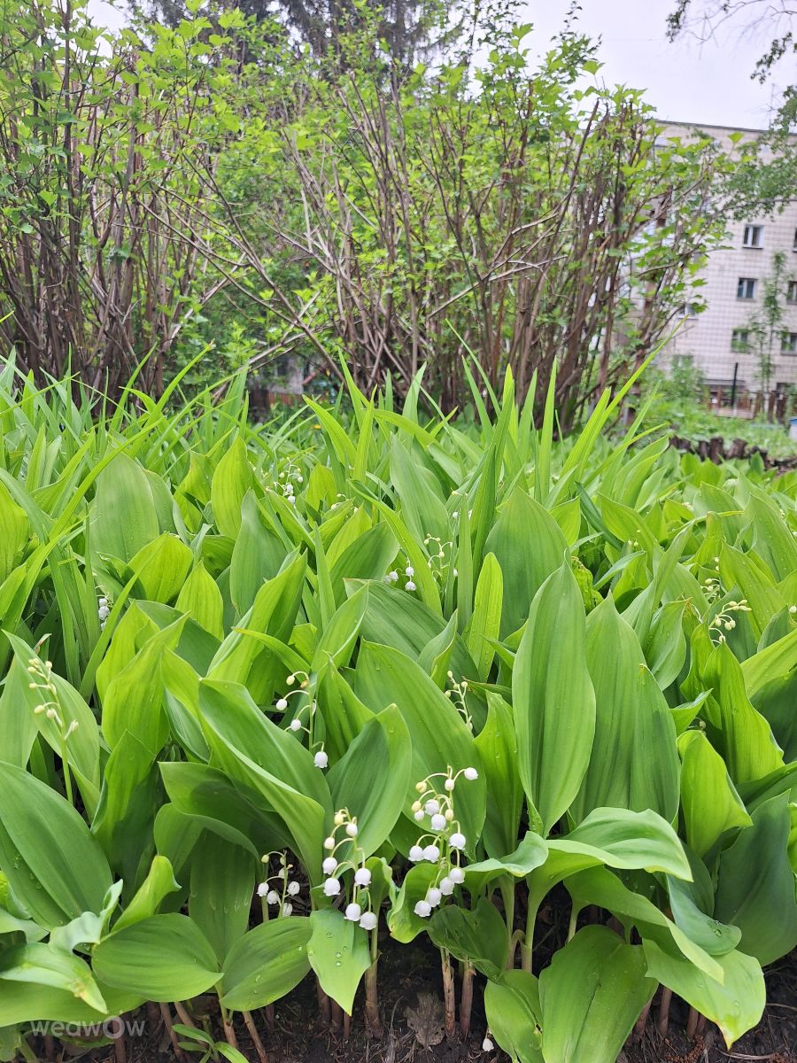Weather Photos in Novosibirskaya Oblast'. Weather forecasts with beautiful photos by MPVJ