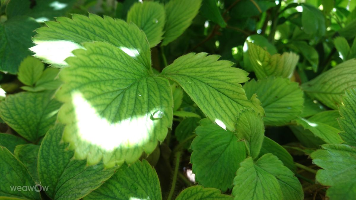 Fotos do tempo em Damasco. Previsões do tempo com lindas fotos de Abdulhalim Orabi