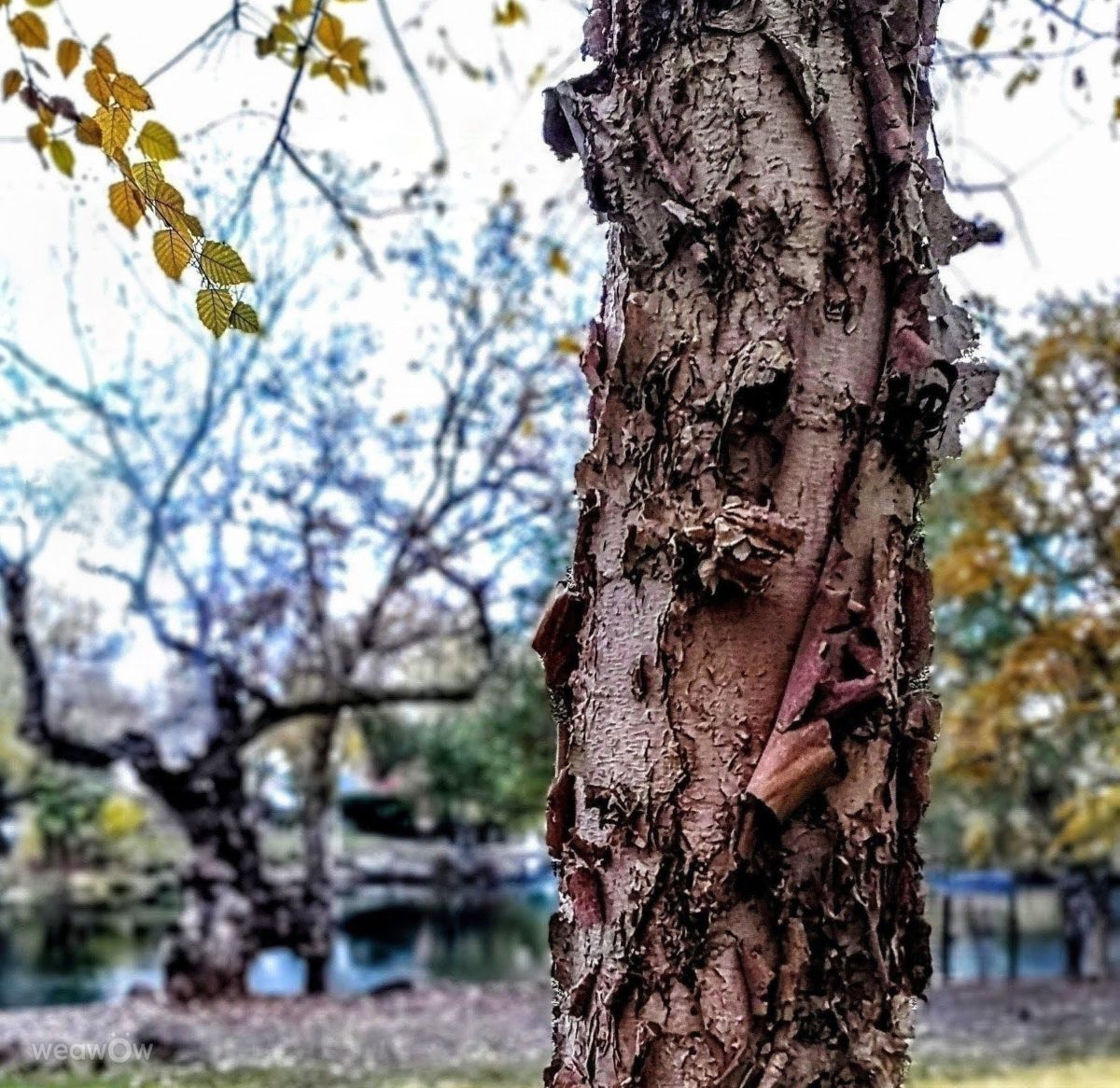 奇科的天气照片. 天气预报，带Ghostroku精美的照片