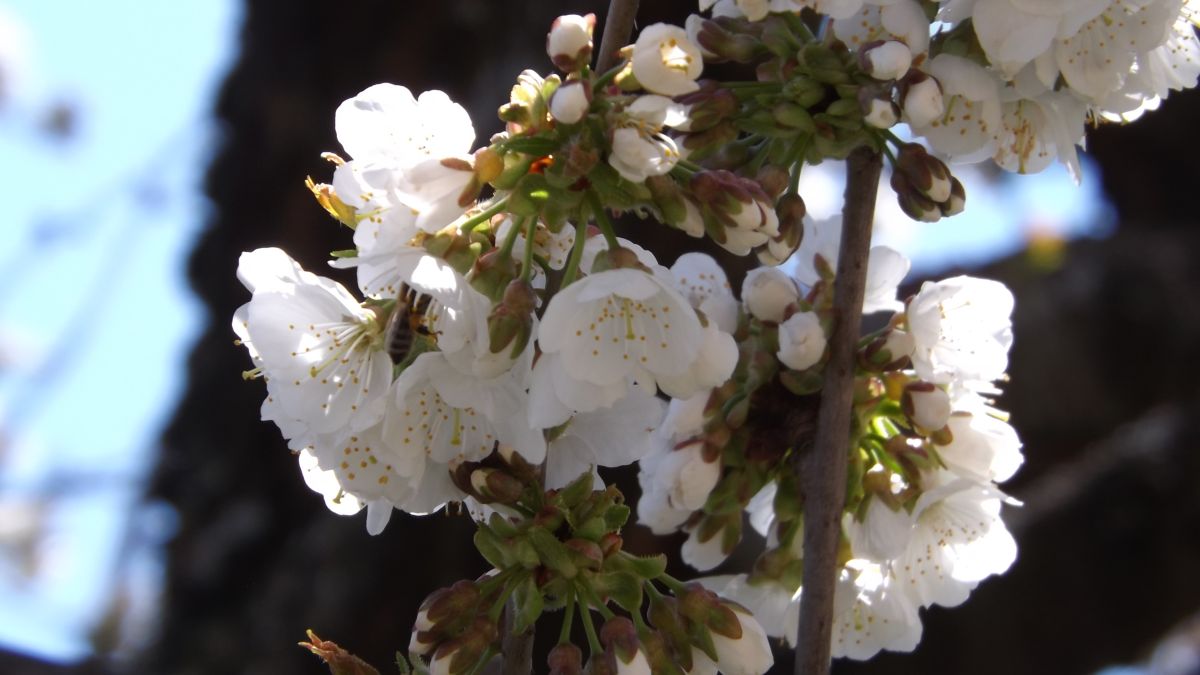 Фотографии Погоды в Bankya. Прогнозы погоды с чудесными фотографиями, сделанными Павел_Петракиев